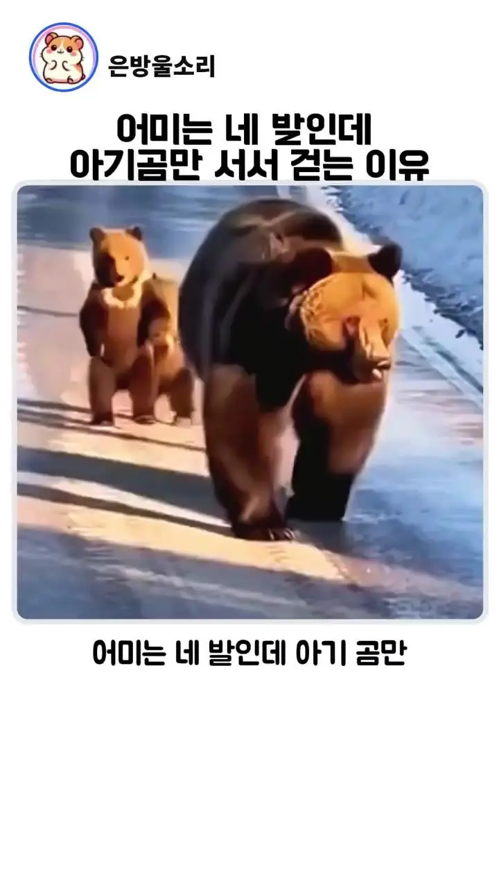 엄마는 사족보행하는데 아기곰만 두 발로 걷는 이유