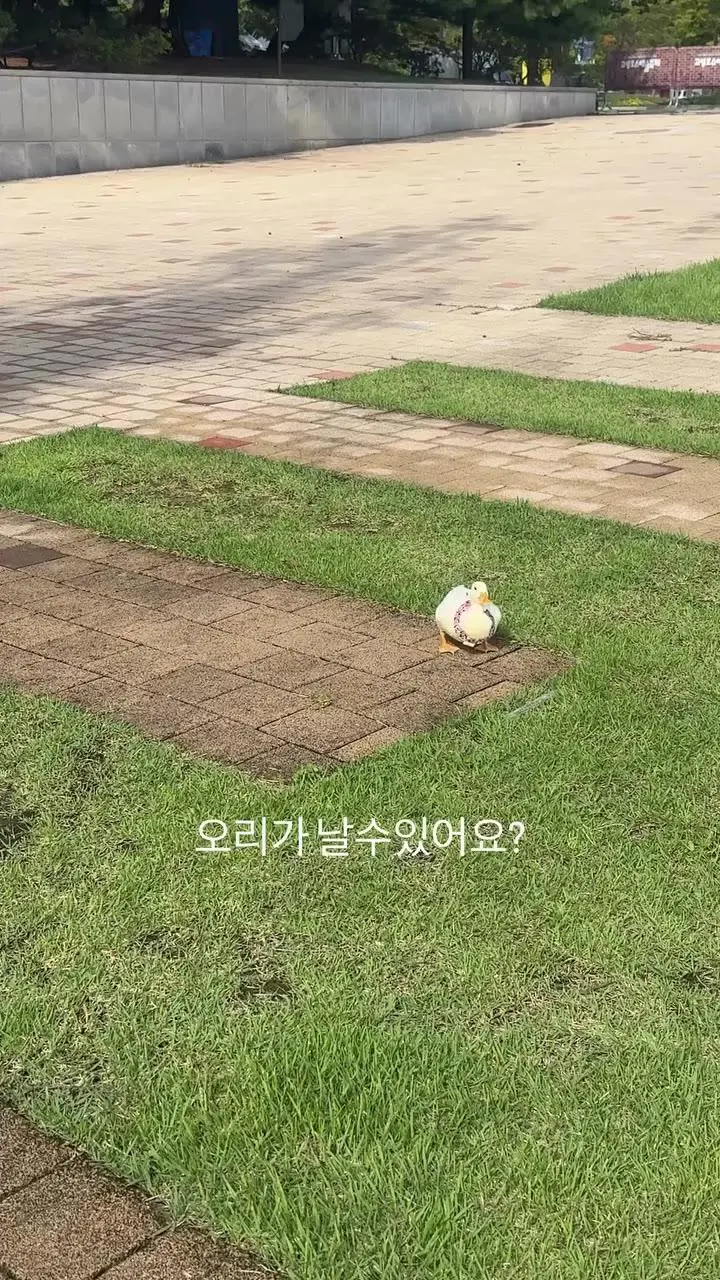애완오리 근황